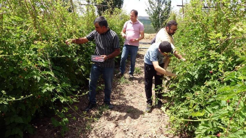 Hobi olarak başladı, şimdi talebe yetişemiyor! 10 ton üretiyor, kilosunu 80 liradan satıyor