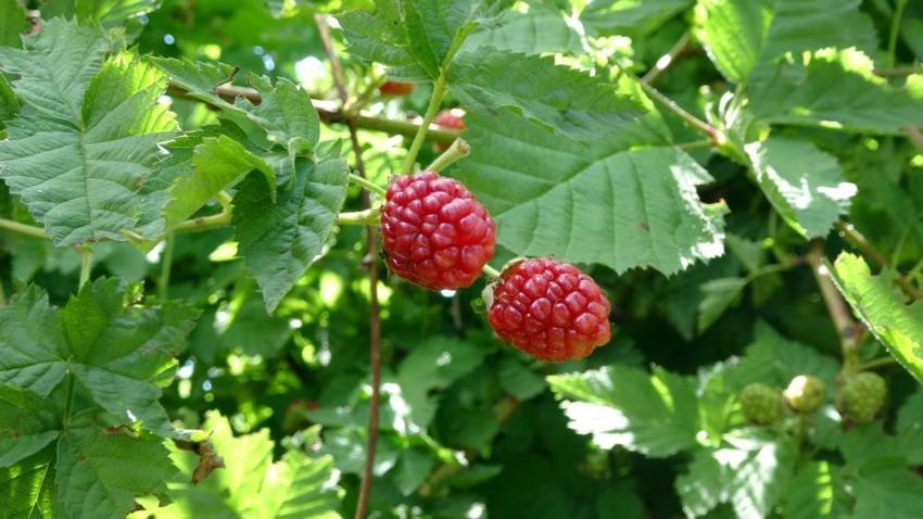 Hobi olarak başladı, şimdi talebe yetişemiyor! 10 ton üretiyor, kilosunu 80 liradan satıyor