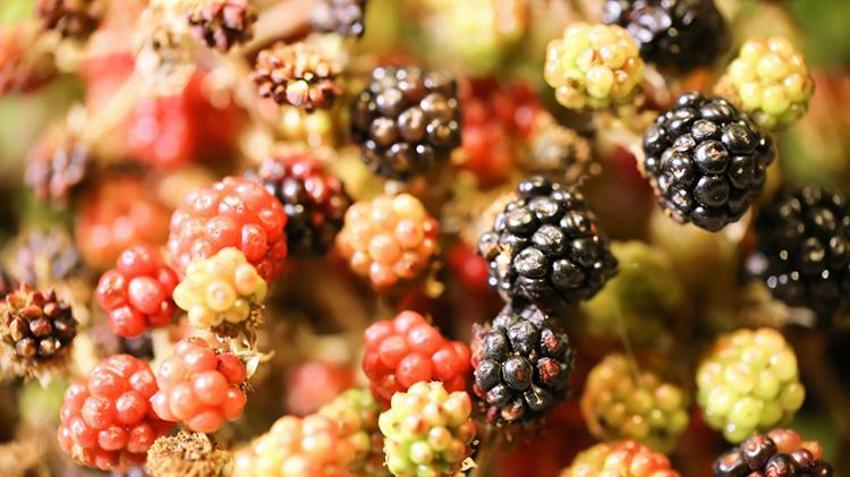 Hobi olarak başladı, şimdi talebe yetişemiyor! 10 ton üretiyor, kilosunu 80 liradan satıyor