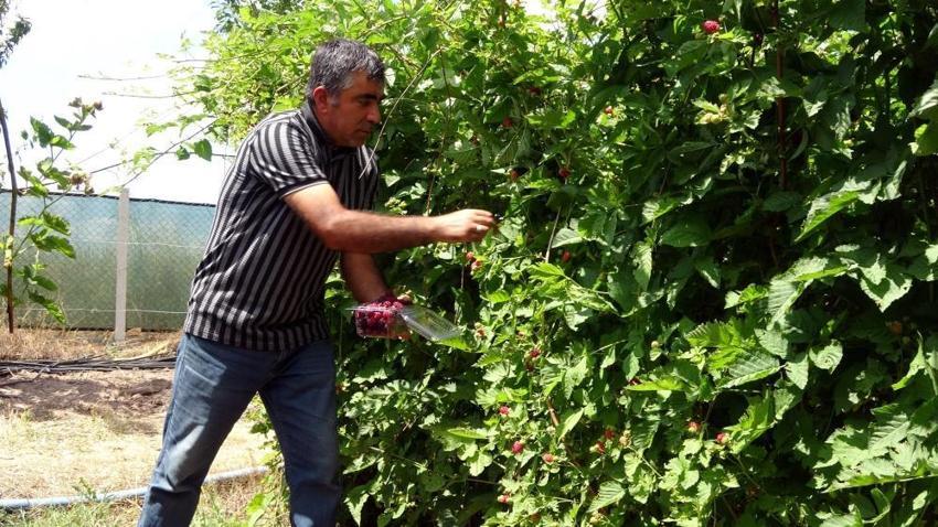 Hobi olarak başladı, şimdi talebe yetişemiyor! 10 ton üretiyor, kilosunu 80 liradan satıyor