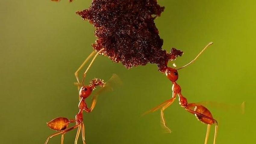 Evde karınca bırakmıyor! Karıncayı öldürmeden kaçıran en iyi 4 doğal yöntem