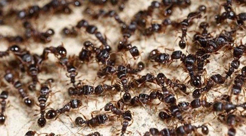Evde karınca bırakmıyor! Karıncayı öldürmeden kaçıran en iyi 4 doğal yöntem