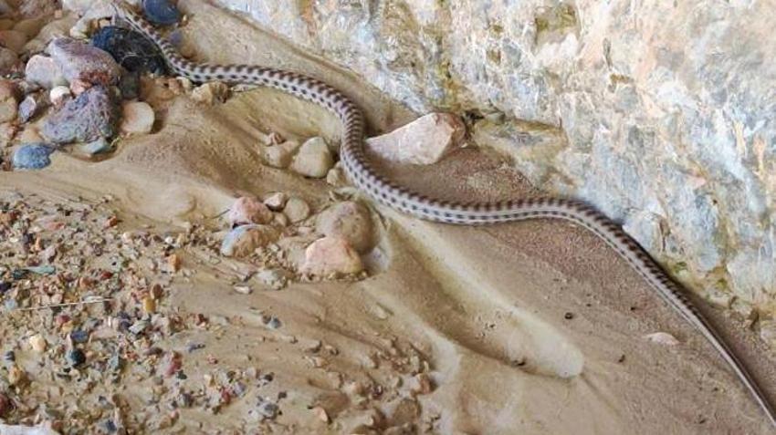 Yılan paniği! Uzmanlar uyardı: Piton ve boğa yılanların yuvaları bozuldu