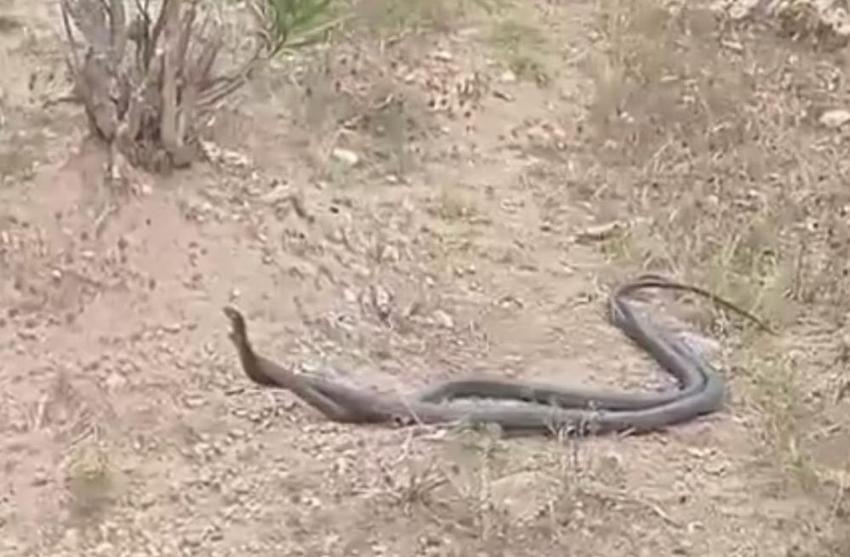 Yılan paniği! Uzmanlar uyardı: Piton ve boğa yılanların yuvaları bozuldu