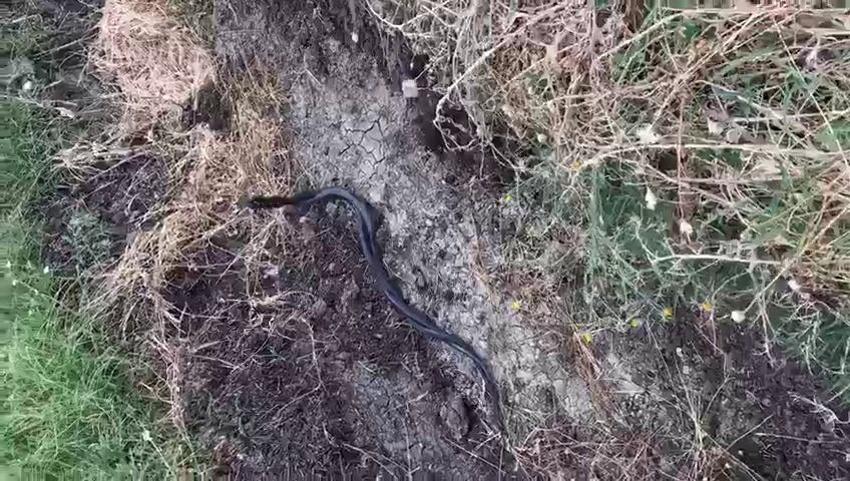 Yılan paniği! Uzmanlar uyardı: Piton ve boğa yılanların yuvaları bozuldu