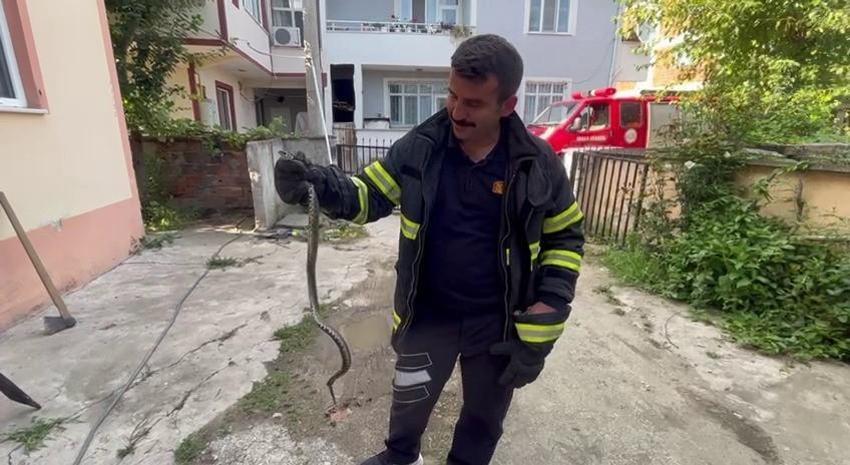 Yılan paniği! Uzmanlar uyardı: Piton ve boğa yılanların yuvaları bozuldu
