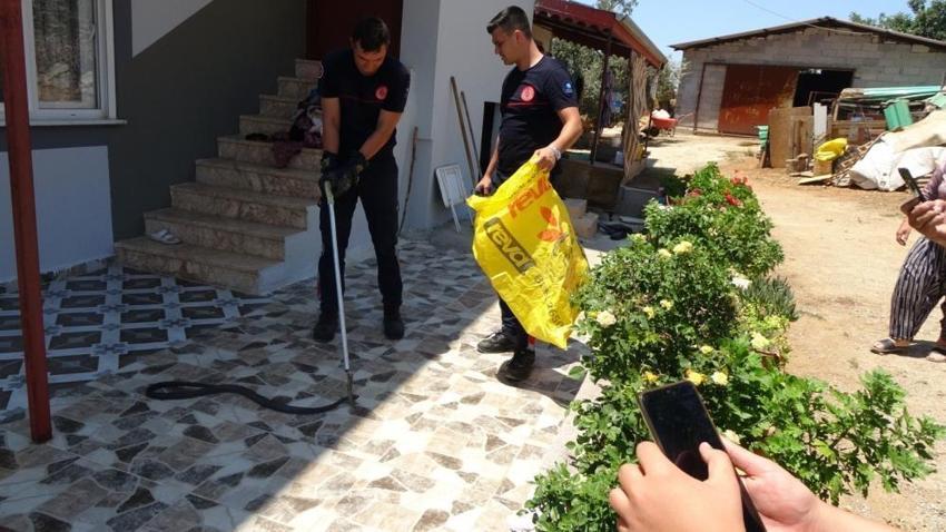 Yılan paniği! Uzmanlar uyardı: Piton ve boğa yılanların yuvaları bozuldu