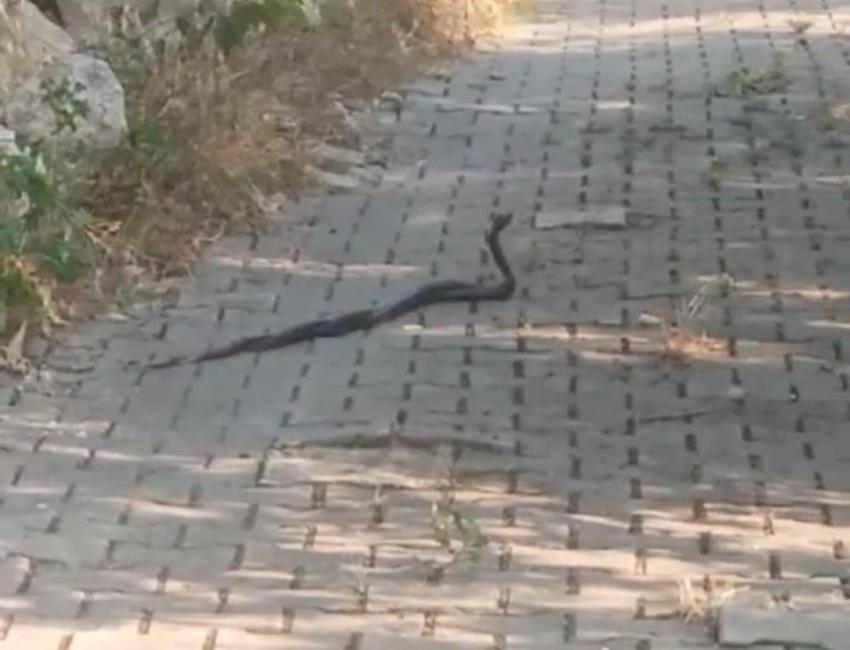 Yılan paniği! Uzmanlar uyardı: Piton ve boğa yılanların yuvaları bozuldu