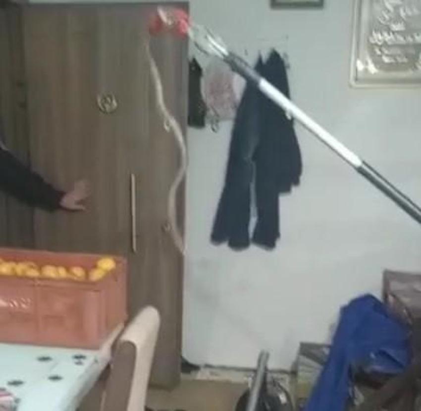 Yılan paniği! Uzmanlar uyardı: Piton ve boğa yılanların yuvaları bozuldu