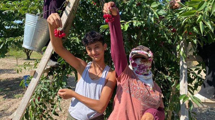 Polonya'da rekolte düştü vişne fiyatı üreticisini sevindirdi