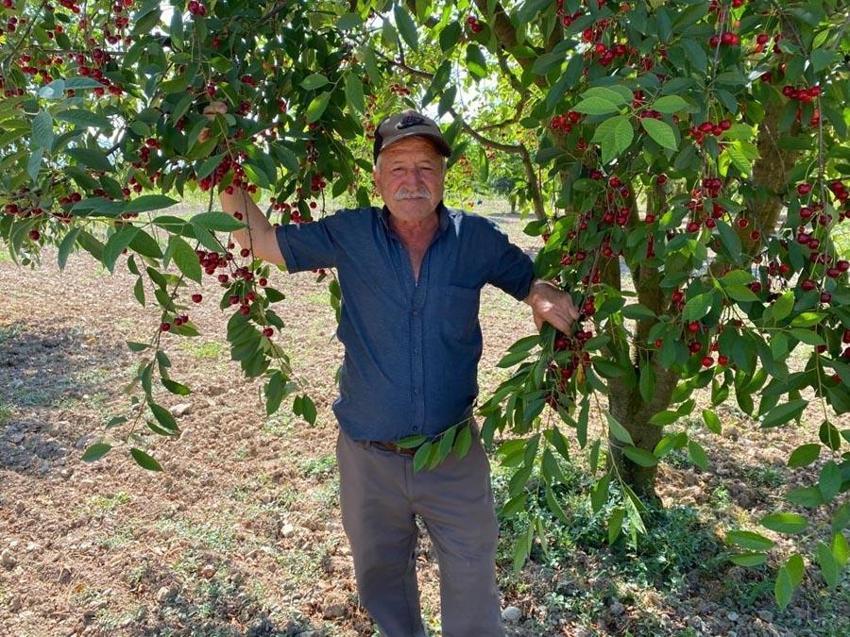 Polonya'da rekolte düştü vişne fiyatı üreticisini sevindirdi