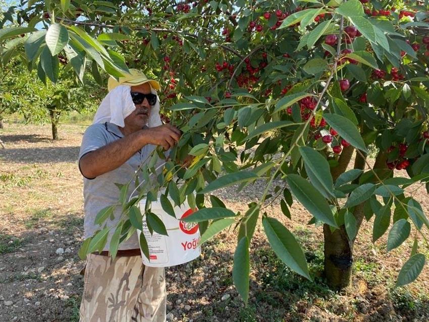 Polonya'da rekolte düştü vişne fiyatı üreticisini sevindirdi