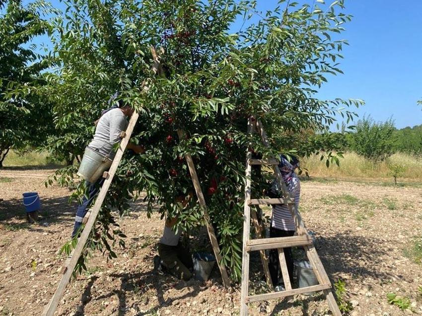 Polonya'da rekolte düştü vişne fiyatı üreticisini sevindirdi