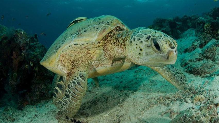 Avlanması kesinlikle yasak! Anadolu parsına zarar verenlere 1 milyon 200 bin lira ceza