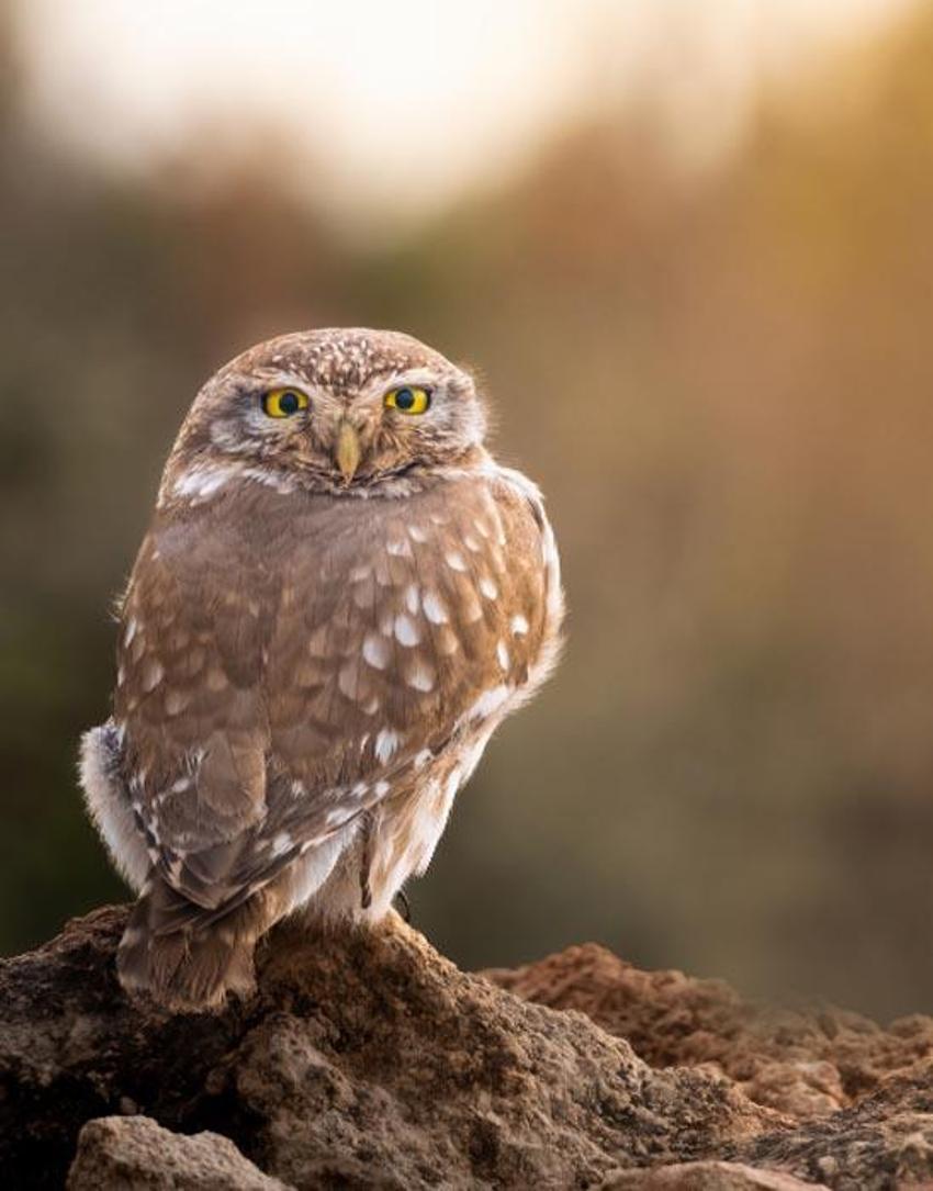 Avlanması kesinlikle yasak! Anadolu parsına zarar verenlere 1 milyon 200 bin lira ceza