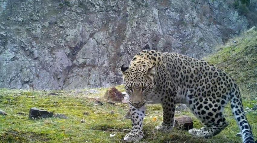 Avlanması kesinlikle yasak! Anadolu parsına zarar verenlere 1 milyon 200 bin lira ceza