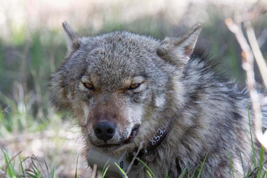 Avlanması kesinlikle yasak! Anadolu parsına zarar verenlere 1 milyon 200 bin lira ceza