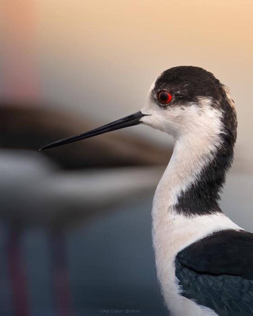 Avlanması kesinlikle yasak! Anadolu parsına zarar verenlere 1 milyon 200 bin lira ceza