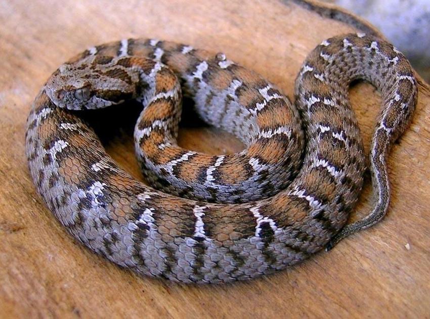 Avlanması kesinlikle yasak! Anadolu parsına zarar verenlere 1 milyon 200 bin lira ceza