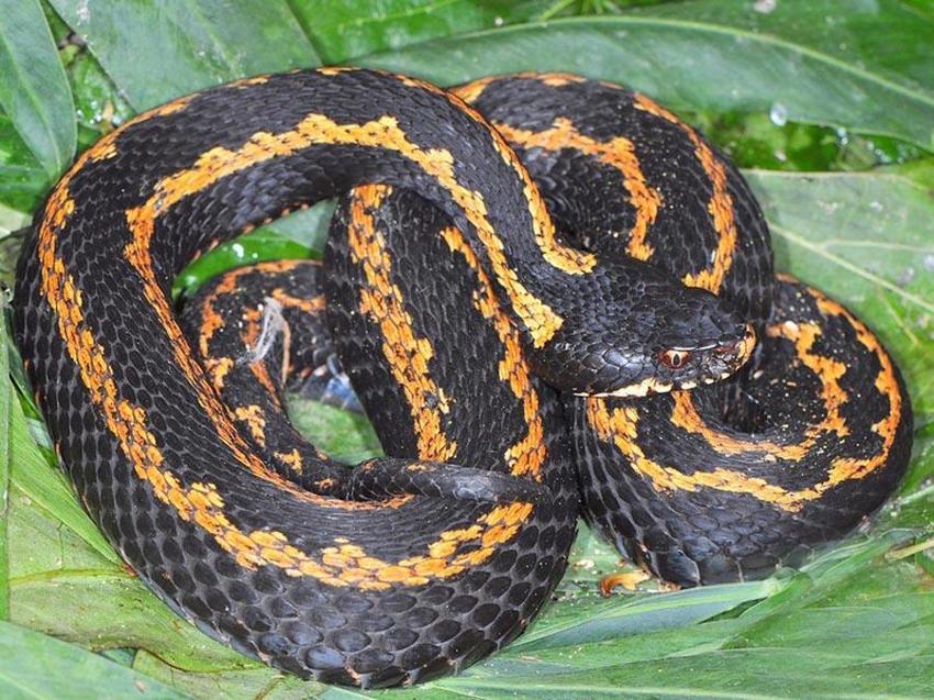 Avlanması kesinlikle yasak! Anadolu parsına zarar verenlere 1 milyon 200 bin lira ceza