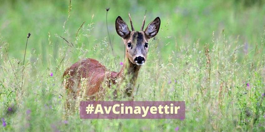 Avlanması kesinlikle yasak! Anadolu parsına zarar verenlere 1 milyon 200 bin lira ceza