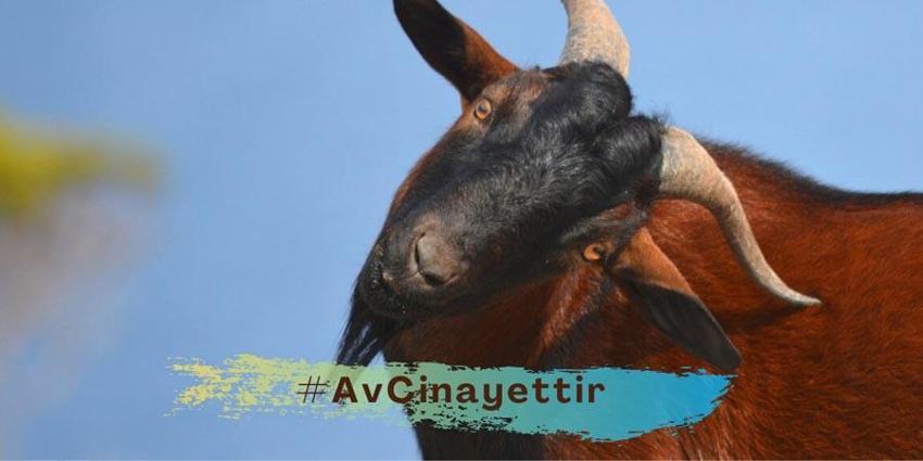 Avlanması kesinlikle yasak! Anadolu parsına zarar verenlere 1 milyon 200 bin lira ceza