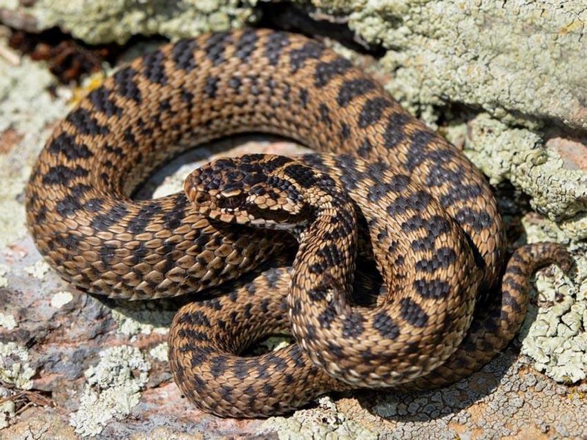 Avlanması kesinlikle yasak! Anadolu parsına zarar verenlere 1 milyon 200 bin lira ceza