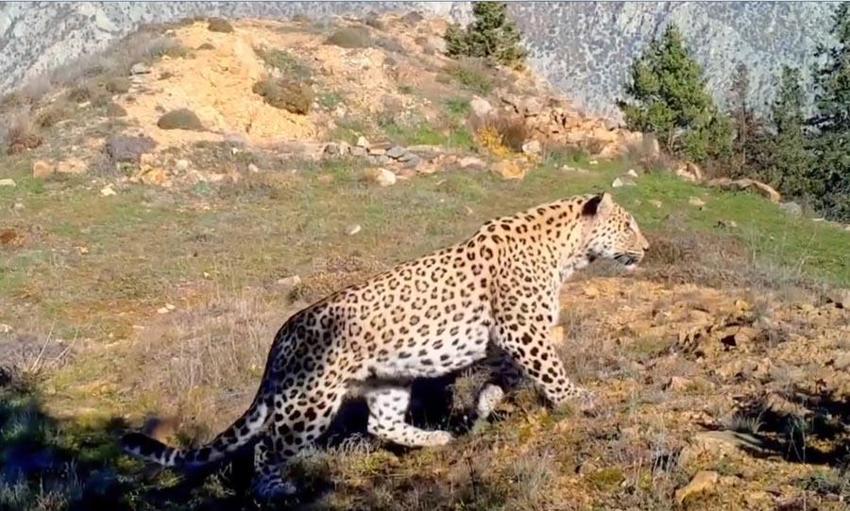 Avlanması kesinlikle yasak! Anadolu parsına zarar verenlere 1 milyon 200 bin lira ceza