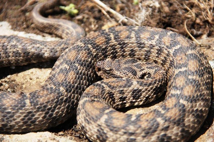 Avlanması kesinlikle yasak! Anadolu parsına zarar verenlere 1 milyon 200 bin lira ceza