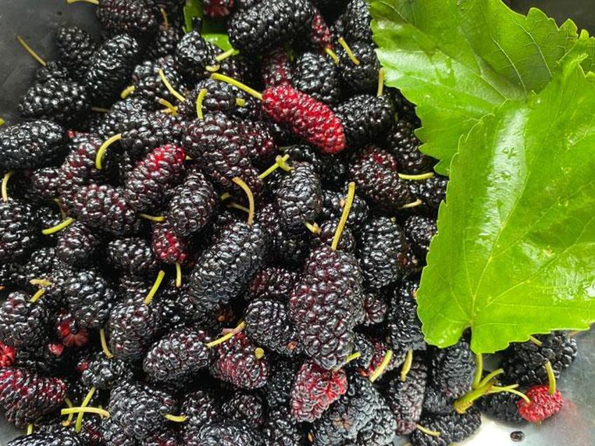 Kandaki iltihaplanmayı yok ediyor, kolesterolü düzenliyor, kan şekerini dengeliyor! Osmanlı’da ilaç olarak kullanılıyordu