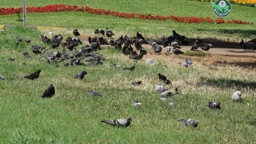 Martılarla ilgili korkutan gerçek! ‘Anormal seviyelere ulaştı, hastalıkları yayıyorlar’