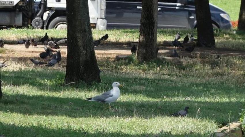 Martılarla ilgili korkutan gerçek! ‘Anormal seviyelere ulaştı, hastalıkları yayıyorlar’