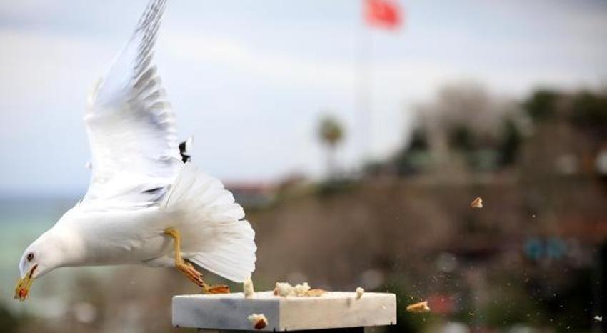 Martılarla ilgili korkutan gerçek! ‘Anormal seviyelere ulaştı, hastalıkları yayıyorlar’
