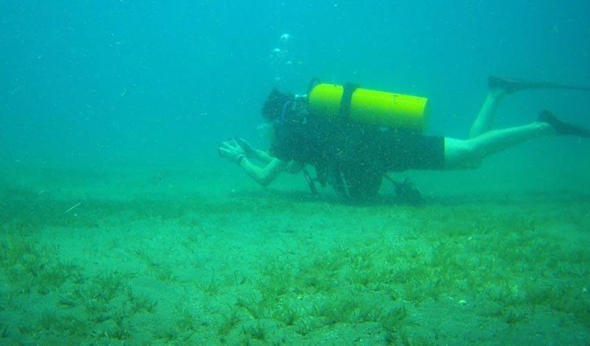 İstilacı balıklardan sonra Doğu Akdeniz'i göçmen çayırı sarmaya başladı