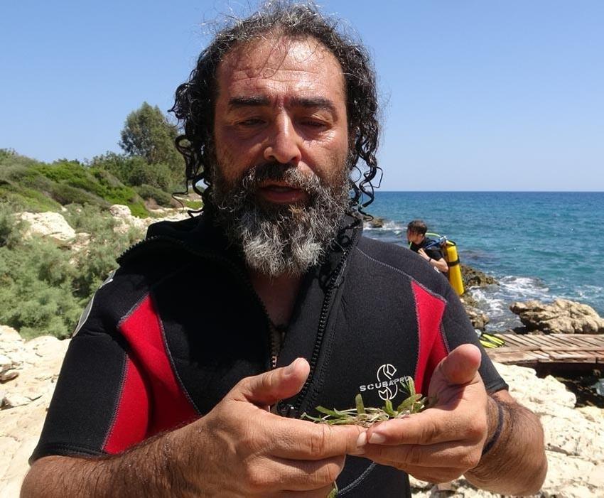 İstilacı balıklardan sonra Doğu Akdeniz'i göçmen çayırı sarmaya başladı