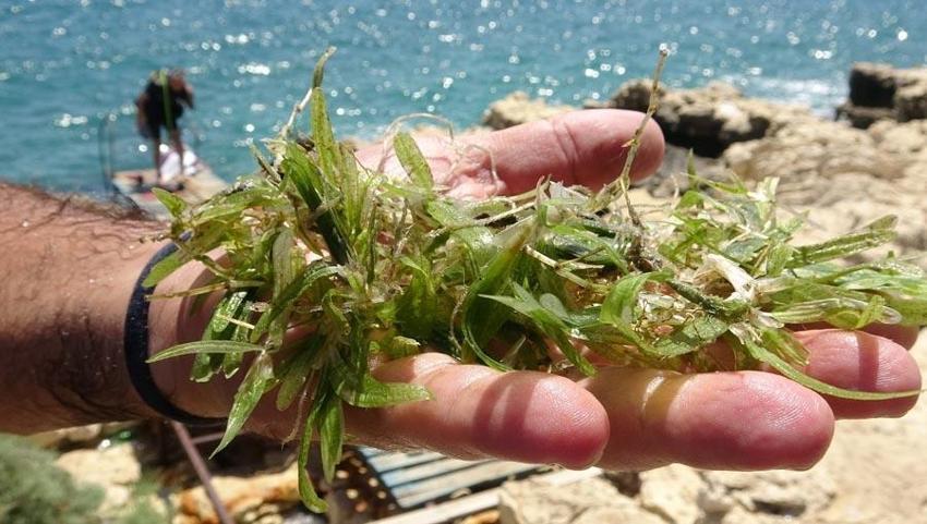 İstilacı balıklardan sonra Doğu Akdeniz'i göçmen çayırı sarmaya başladı