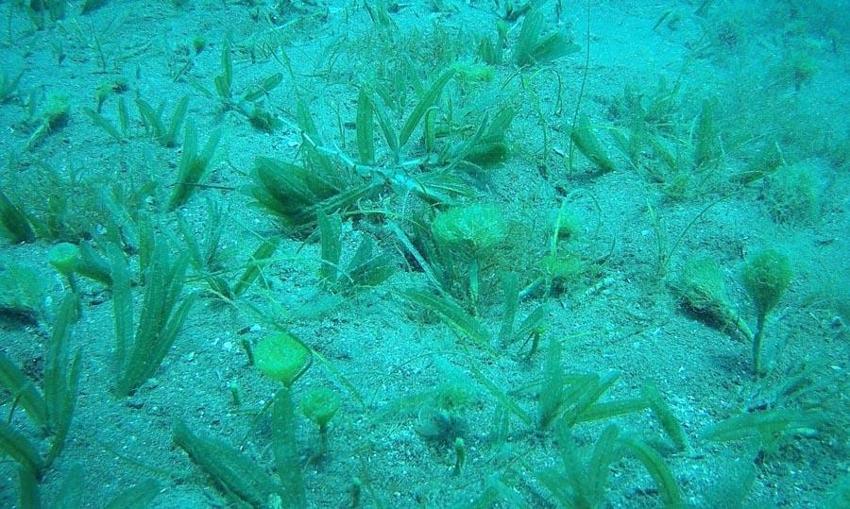 İstilacı balıklardan sonra Doğu Akdeniz'i göçmen çayırı sarmaya başladı