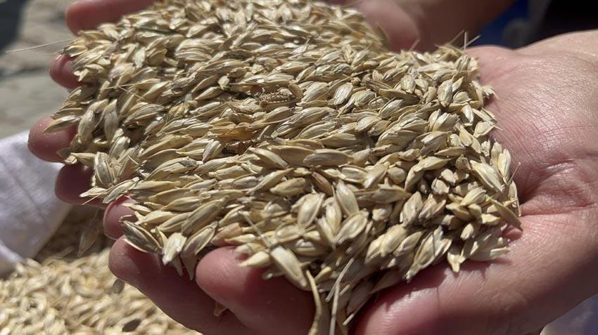 12 bin yıldır genetiği değişmeyen siyez buğdayı mercek altına alındı