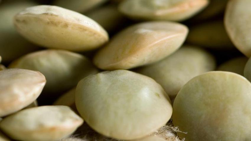 Saç dökülmesini bıçak gibi kesiyor, parlak bir görünüm veriyor! Hepsi A, C, E, B5, B6 ve B12 vitaminleri bakımından çok zengin...  