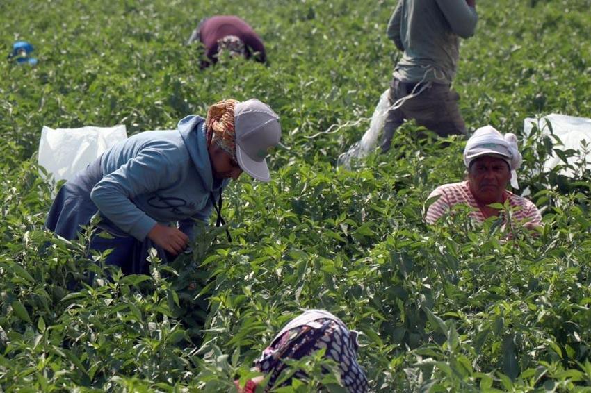 Edirne'de tava ciğerin ‘olmazsa olmaz’ı Karaağaç acı biberinin hasadı başladı