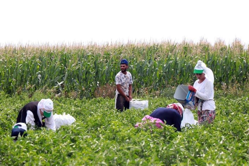 Edirne'de tava ciğerin ‘olmazsa olmaz’ı Karaağaç acı biberinin hasadı başladı