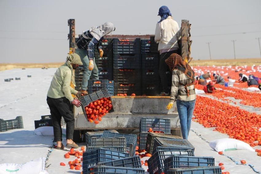 Markette 30 liraya satılıyor! Sofraların vazgeçilmezi, fiyatı 2 katına çıkıyor