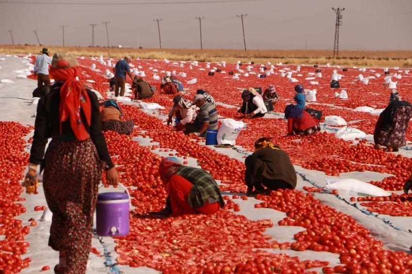 Markette 30 liraya satılıyor! Sofraların vazgeçilmezi, fiyatı 2 katına çıkıyor