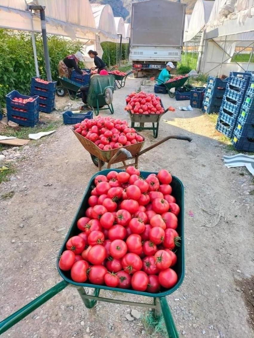 Markette 30 liraya satılıyor! Sofraların vazgeçilmezi, fiyatı 2 katına çıkıyor