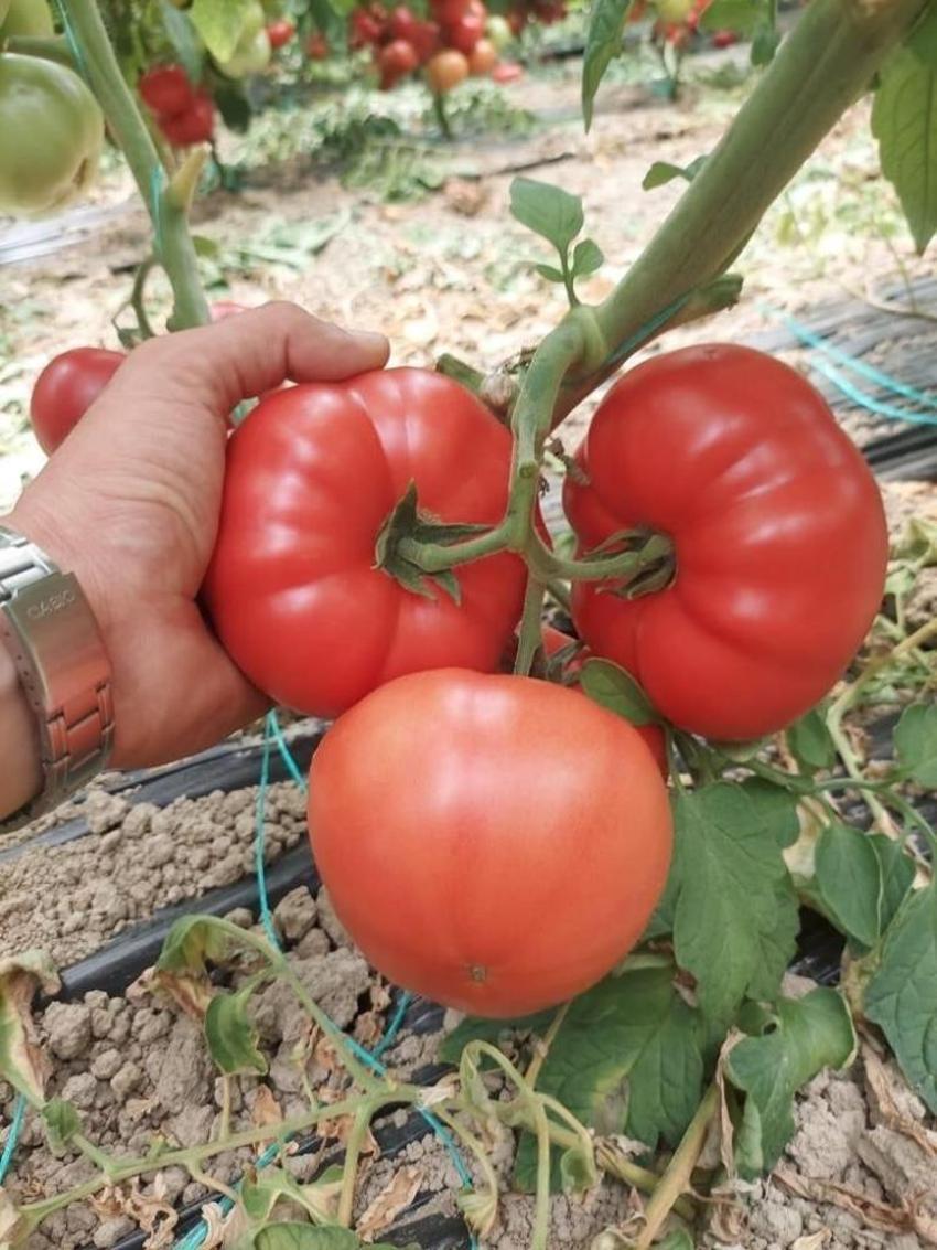Markette 30 liraya satılıyor! Sofraların vazgeçilmezi, fiyatı 2 katına çıkıyor