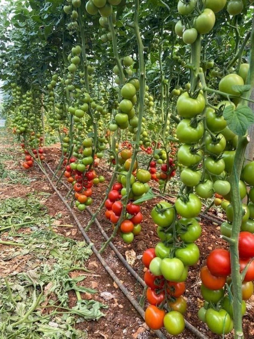 Markette 30 liraya satılıyor! Sofraların vazgeçilmezi, fiyatı 2 katına çıkıyor