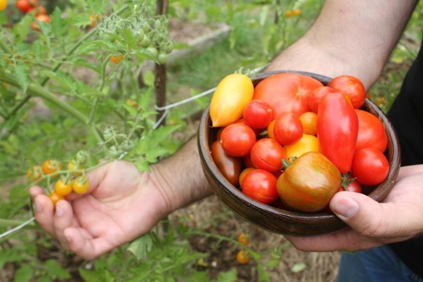 Markette 30 liraya satılıyor! Sofraların vazgeçilmezi, fiyatı 2 katına çıkıyor