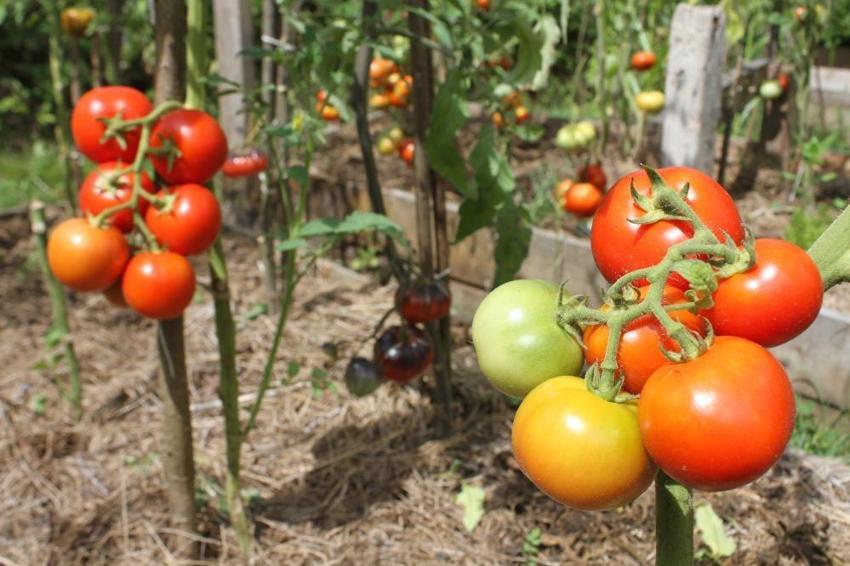 Markette 30 liraya satılıyor! Sofraların vazgeçilmezi, fiyatı 2 katına çıkıyor