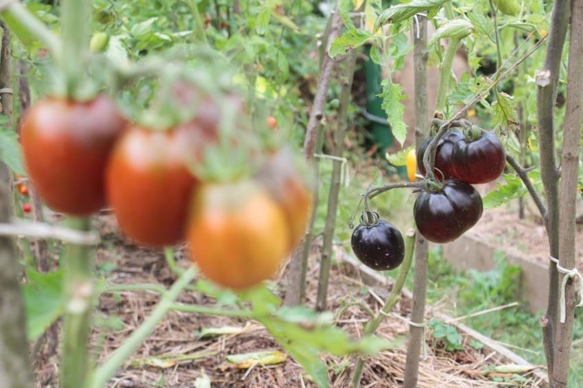 Markette 30 liraya satılıyor! Sofraların vazgeçilmezi, fiyatı 2 katına çıkıyor