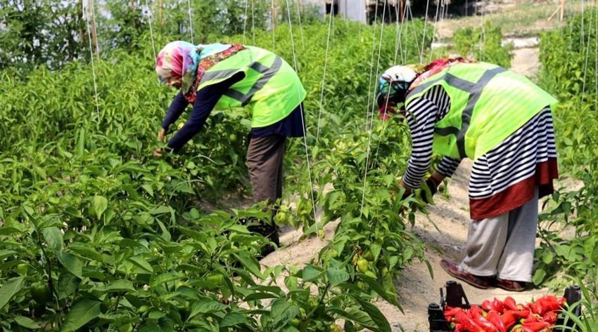 Markette 30 liraya satılıyor! Sofraların vazgeçilmezi, fiyatı 2 katına çıkıyor